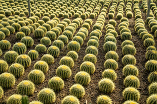 仙人掌种植园壮观景象
