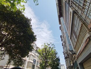 城市街道旁的建筑与绿树