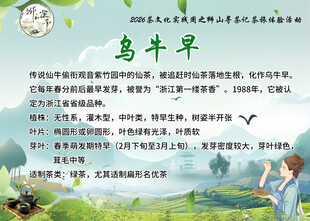 乌牛早茶叶介绍与展示