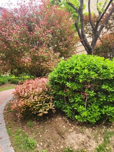 多彩灌木装点的园林小径