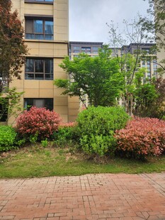 小区绿植环绕的建筑景观