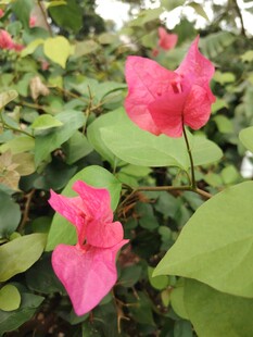 娇艳三角梅绽放绿叶间