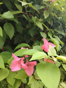 绿叶丛中的娇艳粉色花朵