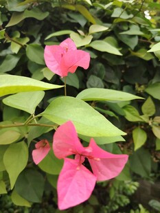 娇艳三角梅绽放绿叶间