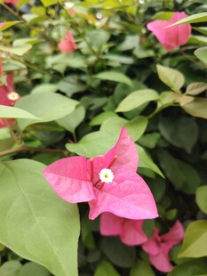 娇艳三角梅绽放绿叶间