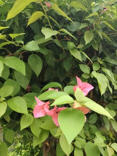 绿叶丛中的娇艳粉色花朵