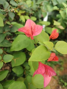 娇艳三角梅绽放绿叶间