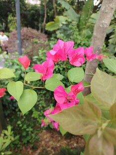 娇艳三角梅绽放绿叶间