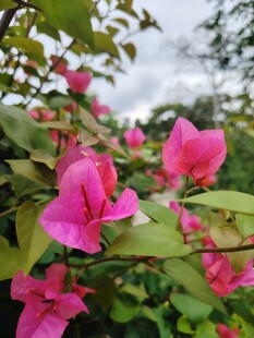 娇艳三角梅绽放于绿叶间