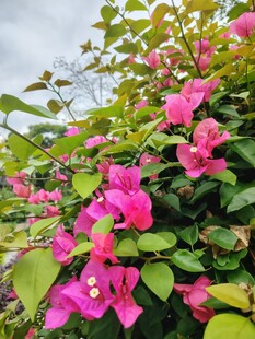 娇艳三角梅绽放