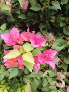 娇艳三角梅绽放