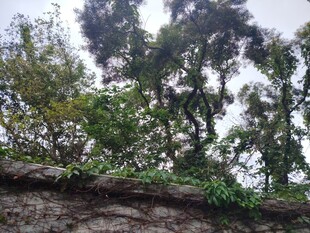 石墙上繁茂的绿植