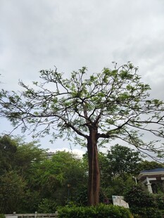 高大挺拔的户外乔木