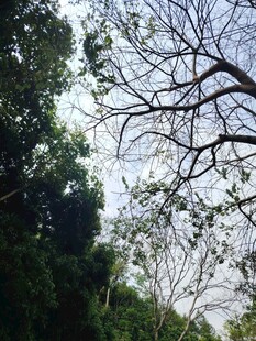林间树梢
