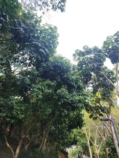 繁茂树林中的绿意景致