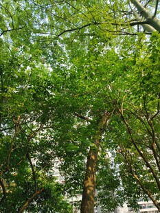 茂密绿树展现盎然生机