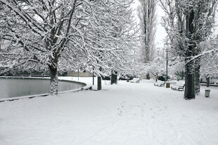 冬日雪景中的静谧林间小道