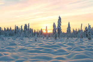 冬日雪林夕阳美景