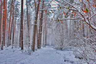 冬日雪覆森林幽径