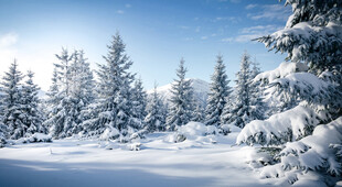 冬日雪景中的银白松林