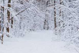 冬日雪覆林间小道