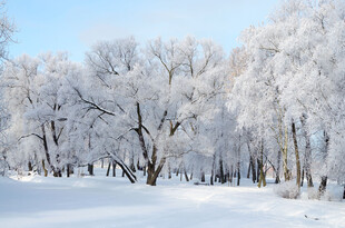 冬日雪覆树林美景