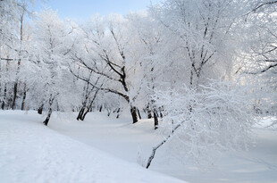 冬日雪景中的银装素裹树林