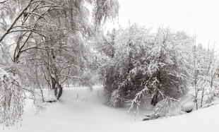 冬日雪景中的静谧林间小道