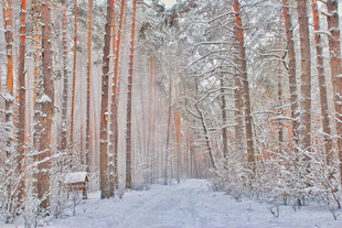 冬日雪覆松林静谧美景