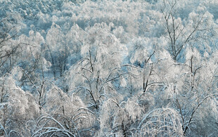 冬日银装素裹森林