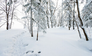 雪覆树林的静谧冬日景象