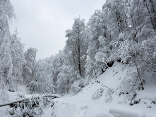 雪覆山林间的静谧雪景