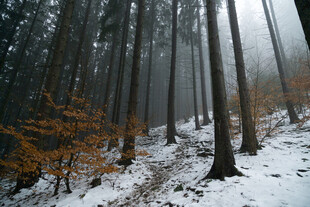 雪覆森林的静谧冬日景