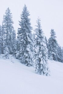 雪覆松林美景