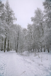 冬日雪景中的静谧林间小道