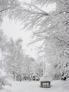 雪覆树林