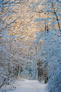 冬日雪林美景