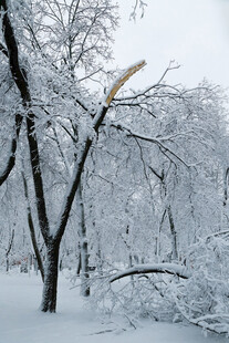 雪覆树林