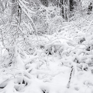 冬日雪景中的覆雪树林