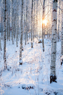冬日白桦林雪景