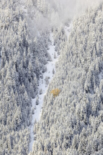 雪覆山林间蜿蜒小道