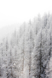 雪覆松林