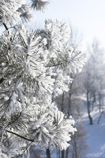 冬日银装素裹的松树景观