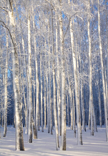 冬日白桦林雪景
