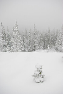 雪覆山林中的孤树