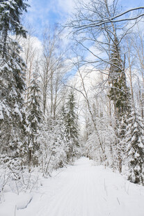 冬日雪林美景