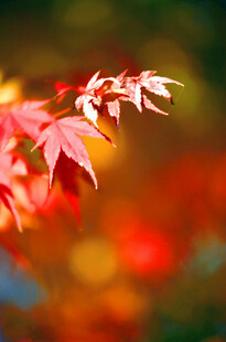 秋日红枫叶特写