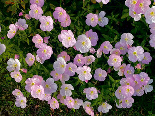 粉色繁花铺满地面