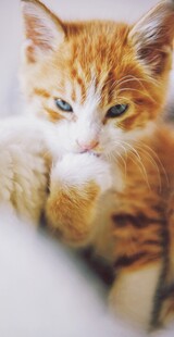 可爱小猫咪的惬意瞬间