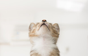 仰头小猫